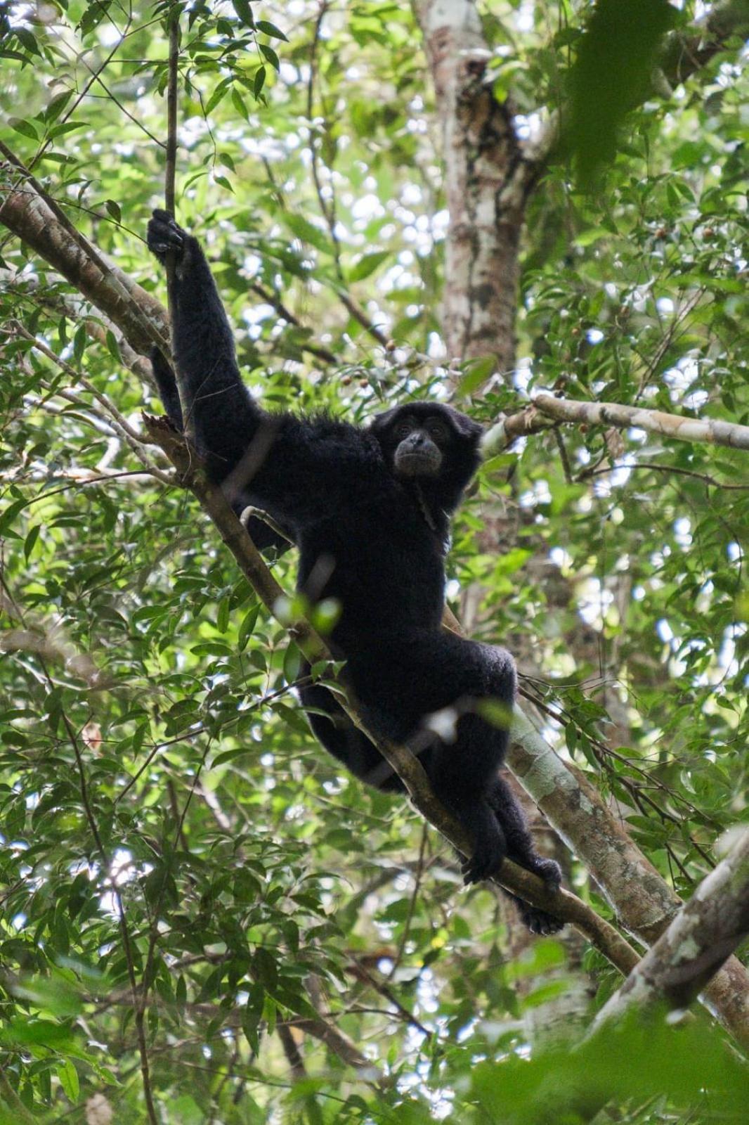 Magpie Homestay & Jungle Trekking Especially For Guest Trekking With Us Bukit Lawang Bagian luar foto