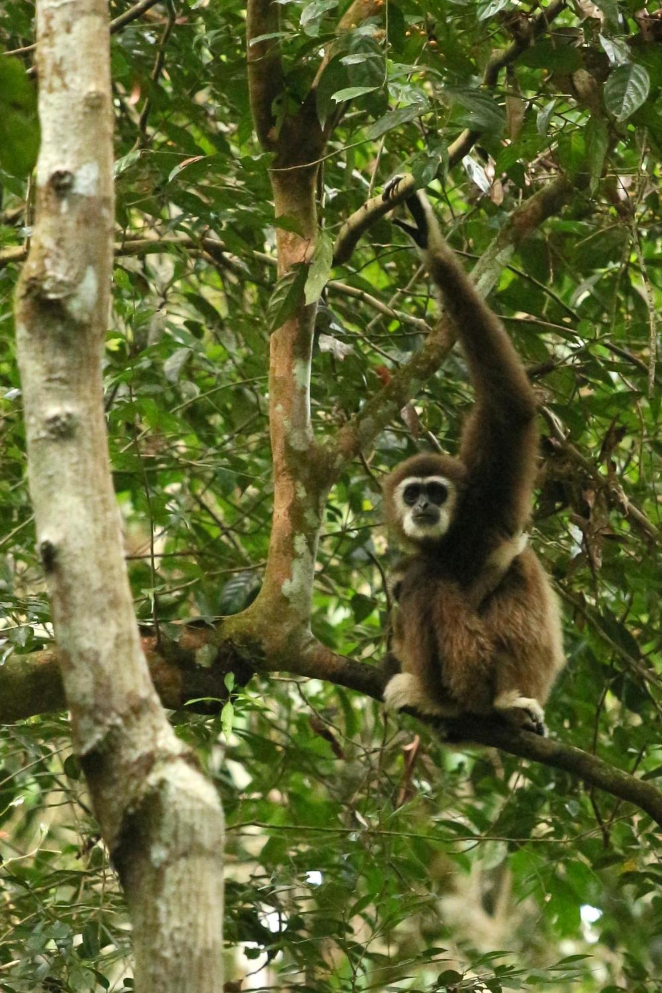 Magpie Homestay & Jungle Trekking Especially For Guest Trekking With Us Bukit Lawang Bagian luar foto
