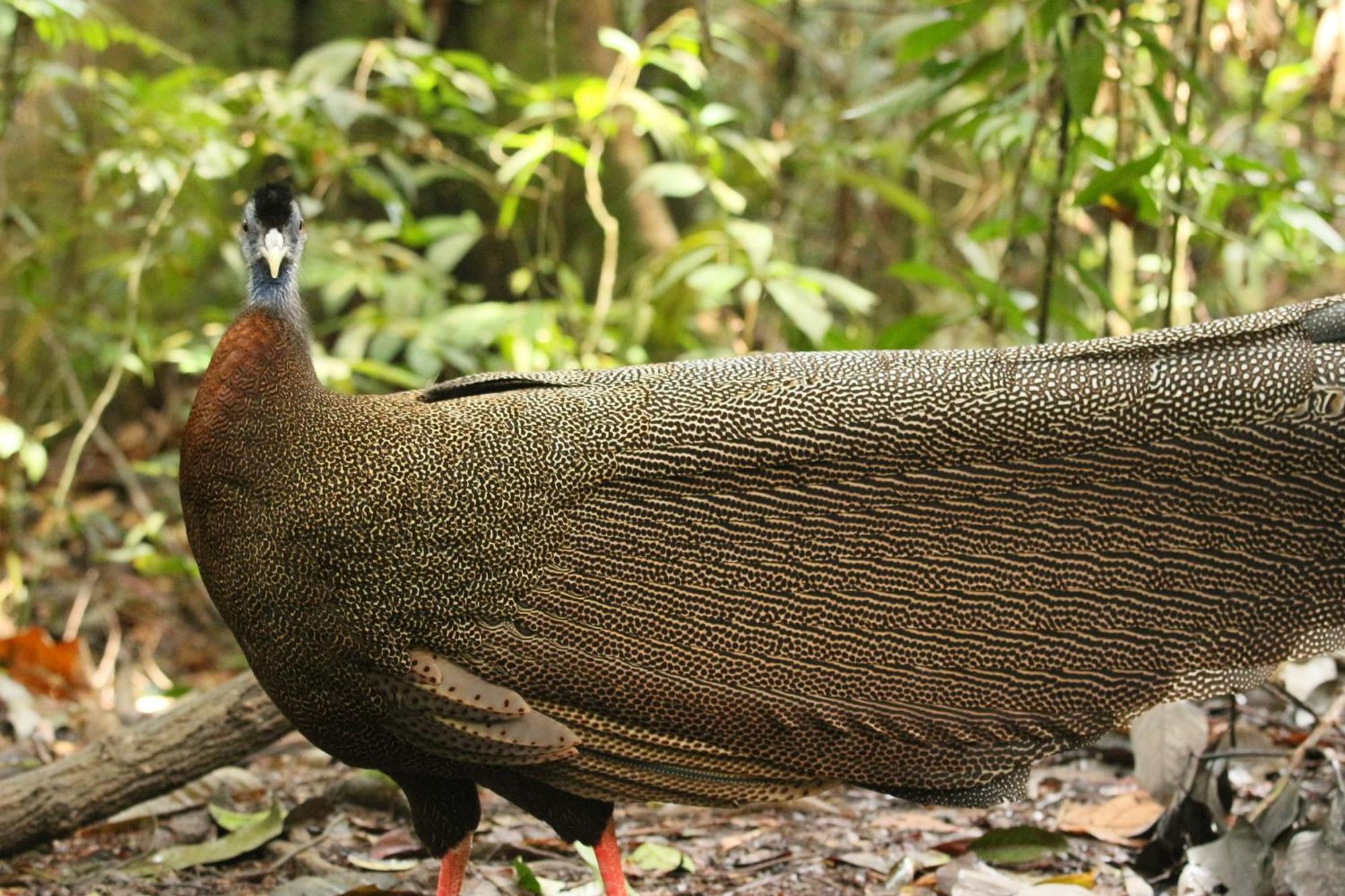 Magpie Homestay & Jungle Trekking Especially For Guest Trekking With Us Bukit Lawang Bagian luar foto