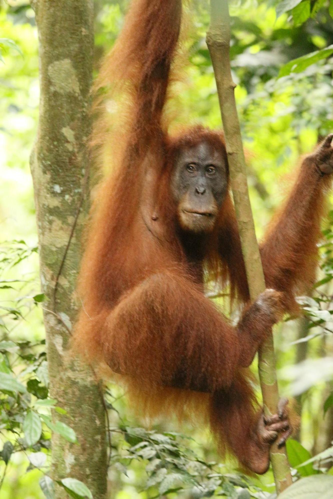Magpie Homestay & Jungle Trekking Especially For Guest Trekking With Us Bukit Lawang Bagian luar foto