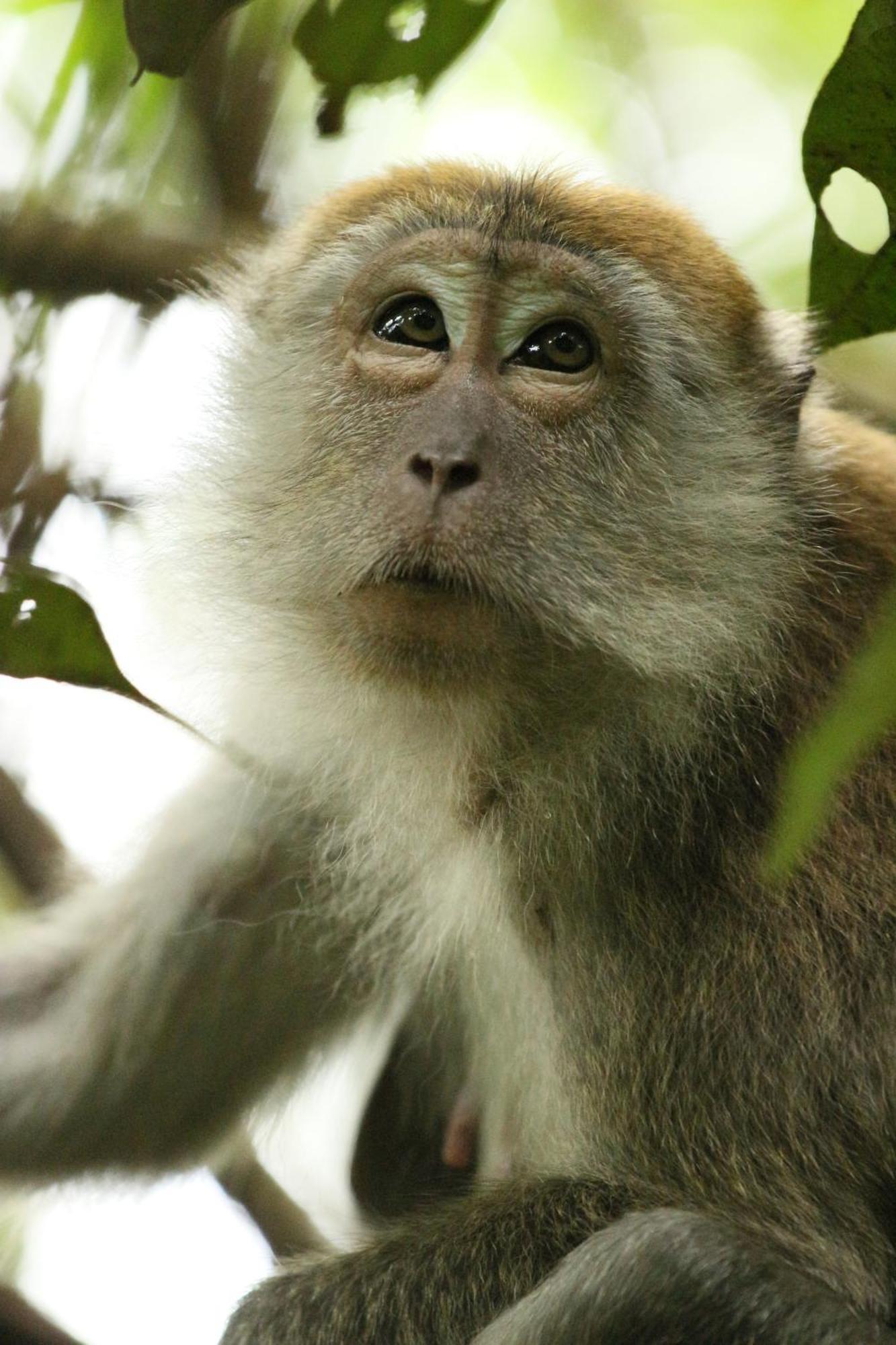 Magpie Homestay & Jungle Trekking Especially For Guest Trekking With Us Bukit Lawang Bagian luar foto