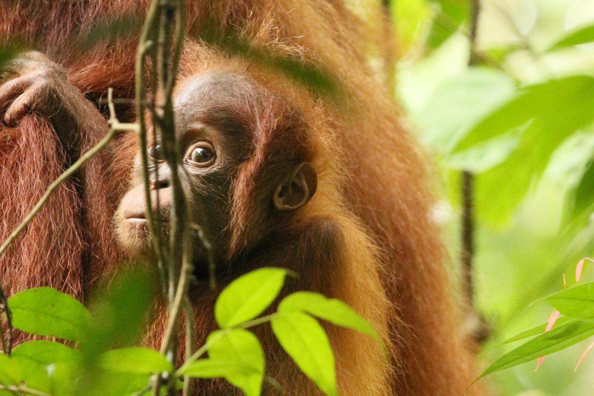 Magpie Homestay & Jungle Trekking Especially For Guest Trekking With Us Bukit Lawang Bagian luar foto